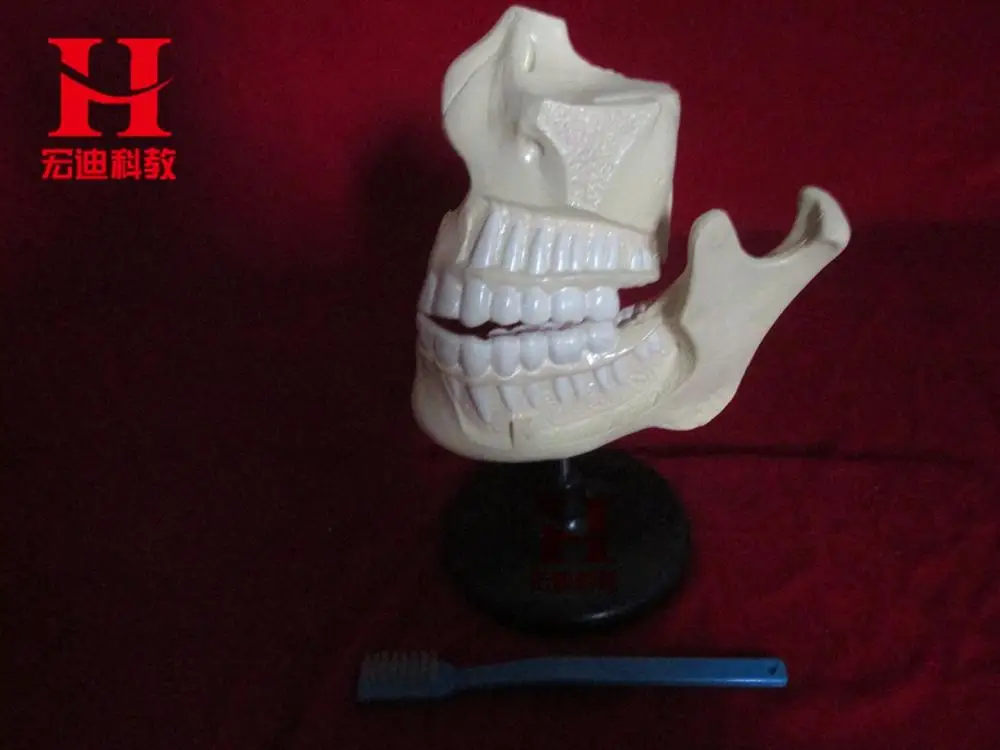 

Adult Jaw Teeth Model Dental Lab Mandible Teeth Study Model Dental Tooth Teeth Dentist Dentistry Anatomical Anatomy Model