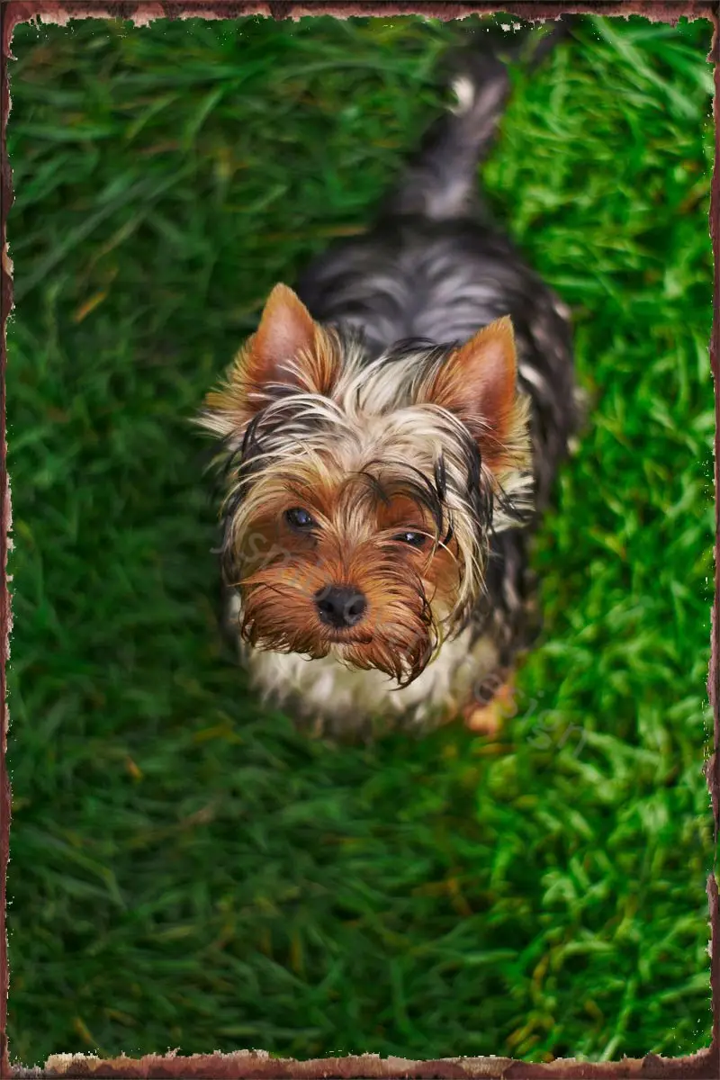 

Милый Йоркширский терьер, винтажный металлический знак, жестяной знак, оловянные тарелки, Настенный декор в стиле ретро для художественног...