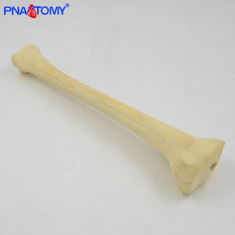 Ортопедический инструмент в натуральную величину демонстрация модель большой
