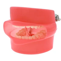 dental soft gum standad typodont study model with 28pcs removable teeth with simulates cheeks
