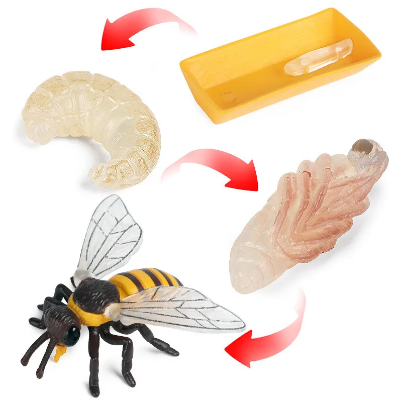 

Simulation Animals Insect Bee Growth Cycle Action Figures Model Educational Cognitive Collection Cute Kids Toys Christmas Gifts