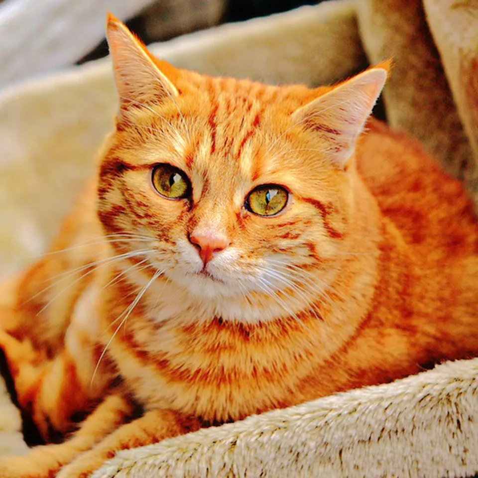 

New full square/round diamond5D handmade DIY diamond painting"Animal cat"3D embroidery cross stitch home decoration gift mozaïek