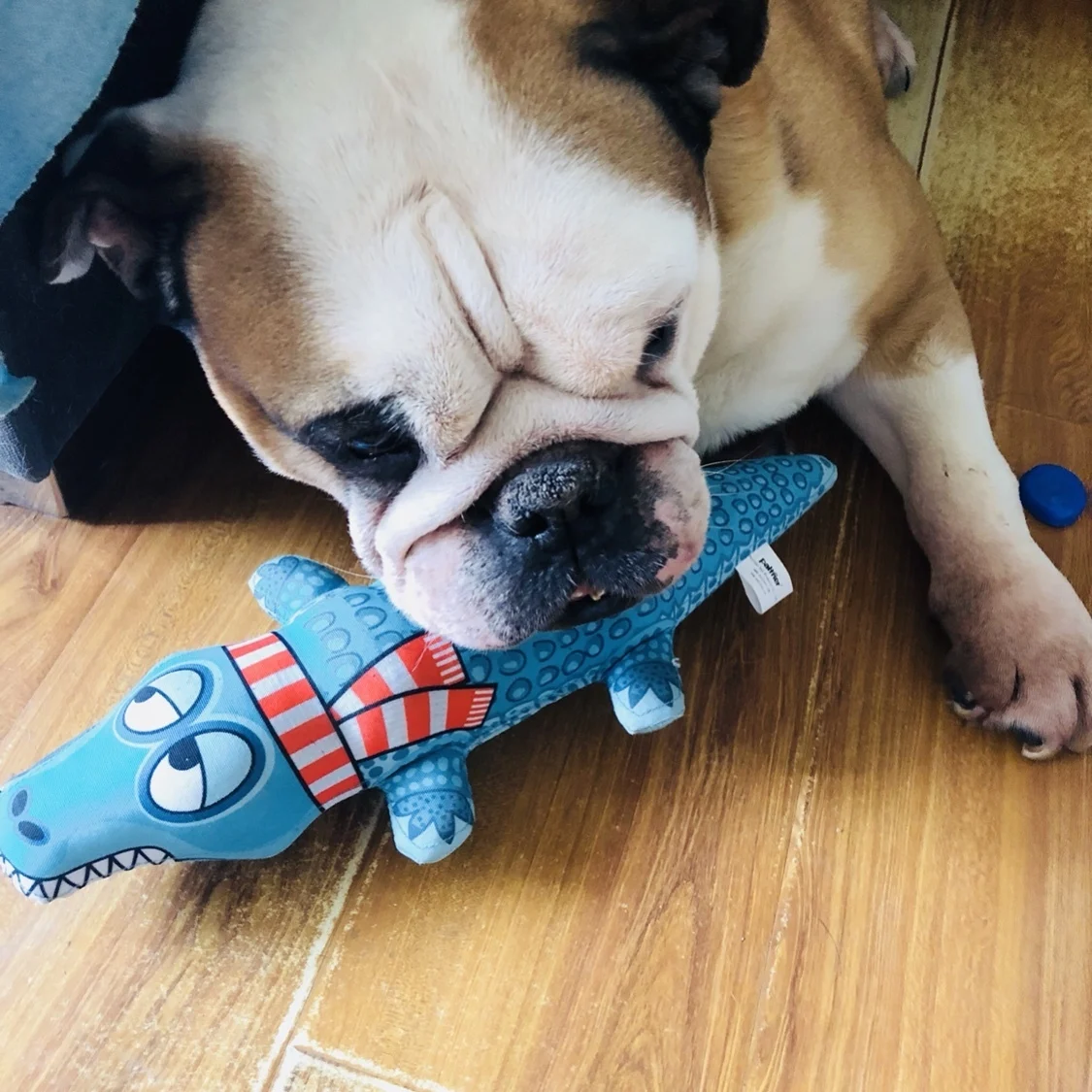 Различные забавные игрушки для кошек прочная игрушка собак кусающая маленьких и