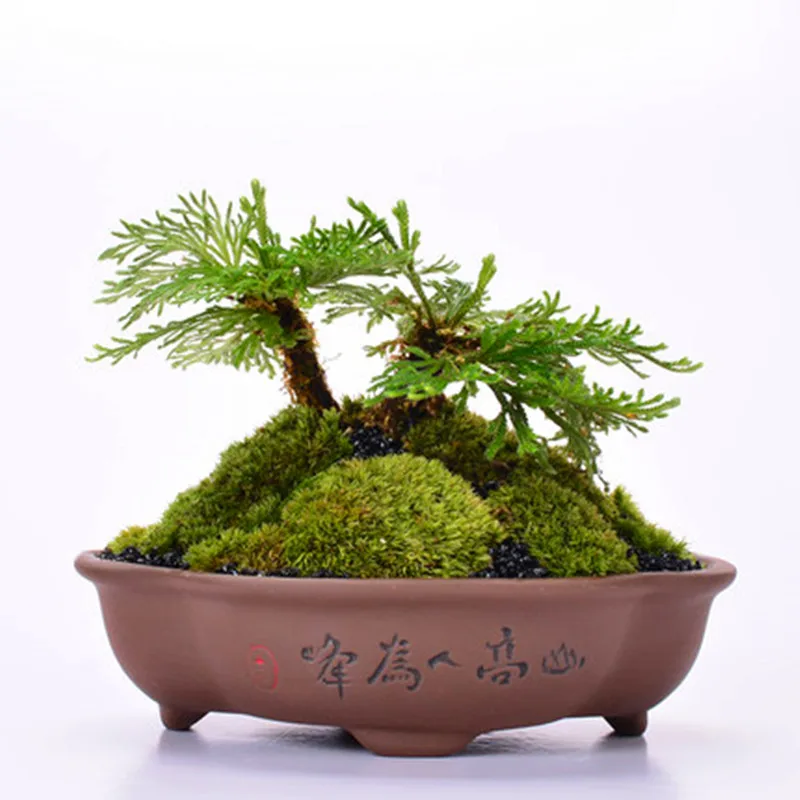 

New Hot Succulent Small Flower Pot Hand-painted Ceramic Simple Creative Flower Pot Calamus Potted Purple Sand Pot Household