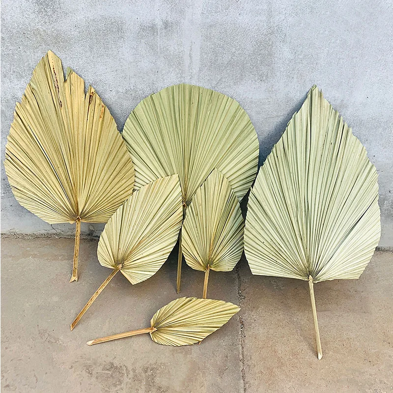 

1pc Palm Fan Leaf Dried Flower Palm Leaf Window Reception Party Art Wall Hanging Home Table Decoration Wedding Arch Arrangement