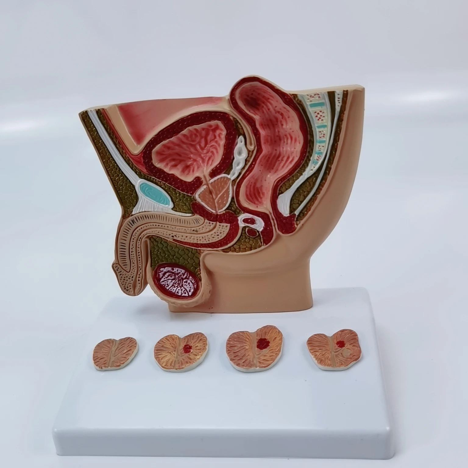 

Male Pelvis Anatomy Model Testis Prostate Anatomical Urinary System Medical Teaching Educational Equipment Gift