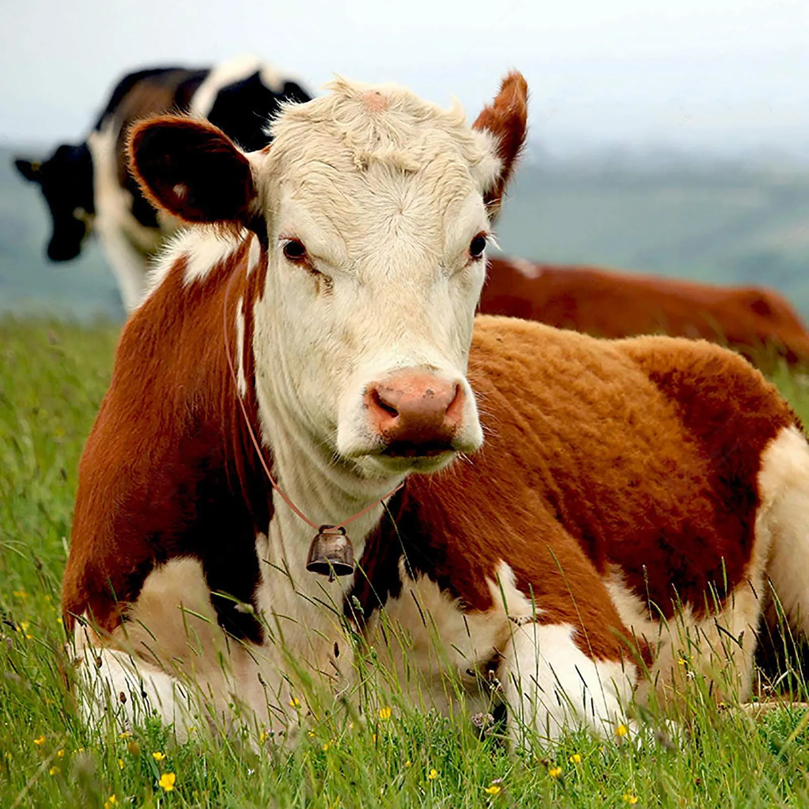 5 шт. медные колокольчики для домашних животных кошек и собак|Воротники| |