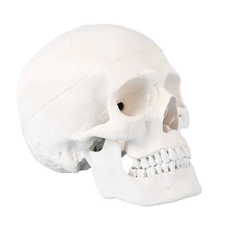 

Обучающая модель 1:1 взрослый человеческий череп в натуральную величину, модель с белым съемным черепом для преподавания студентов