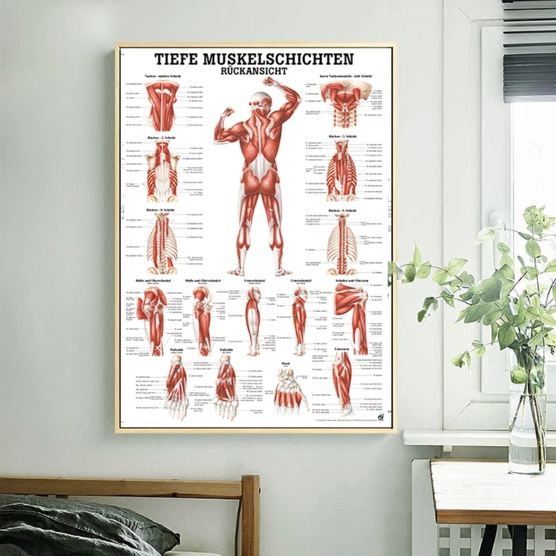 

Плакат анатомический человеческий для укрепления мышц, 20 х29 дюймов