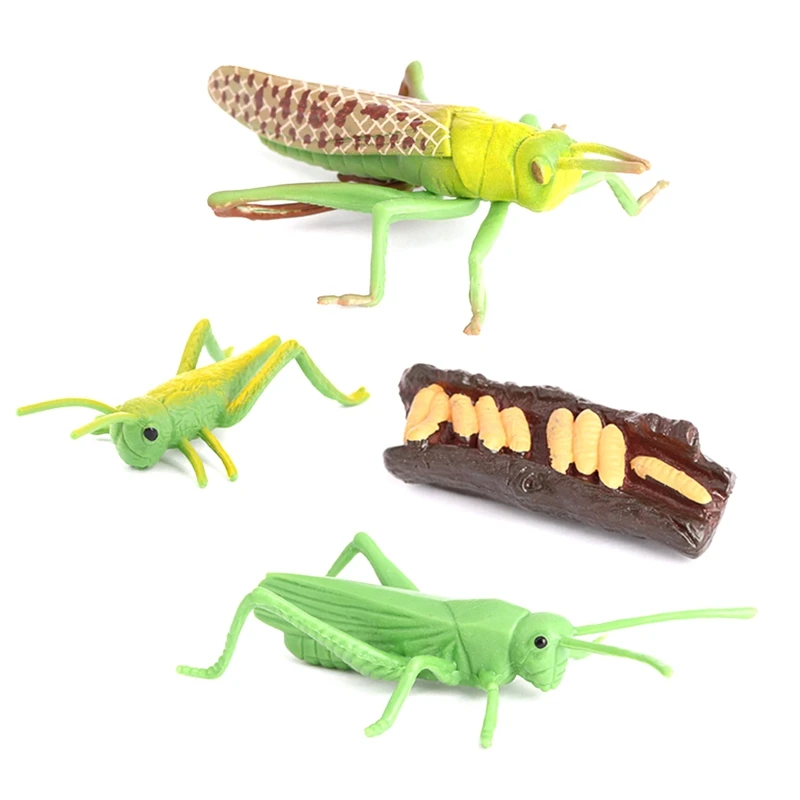 

Simulation Locust Animal Life Cycle,Insect Growth Cycle Model Locust Animals Growth Cycle Model Educational Kids Toys