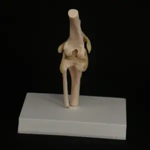 Модель собачьего колена собачьего сустава, медицинская ветеринарная Учебная модель скелета животного