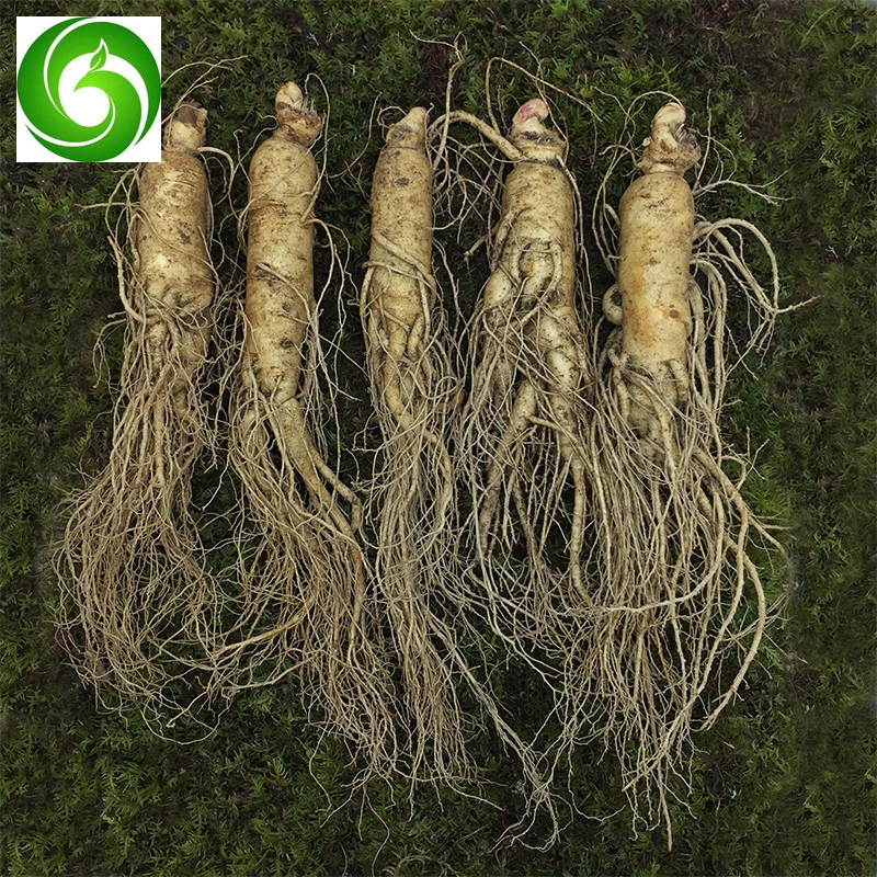 

Premium Fresh Ginseng Root Vacuum Packed Ginseng Fresh Ginseng Root