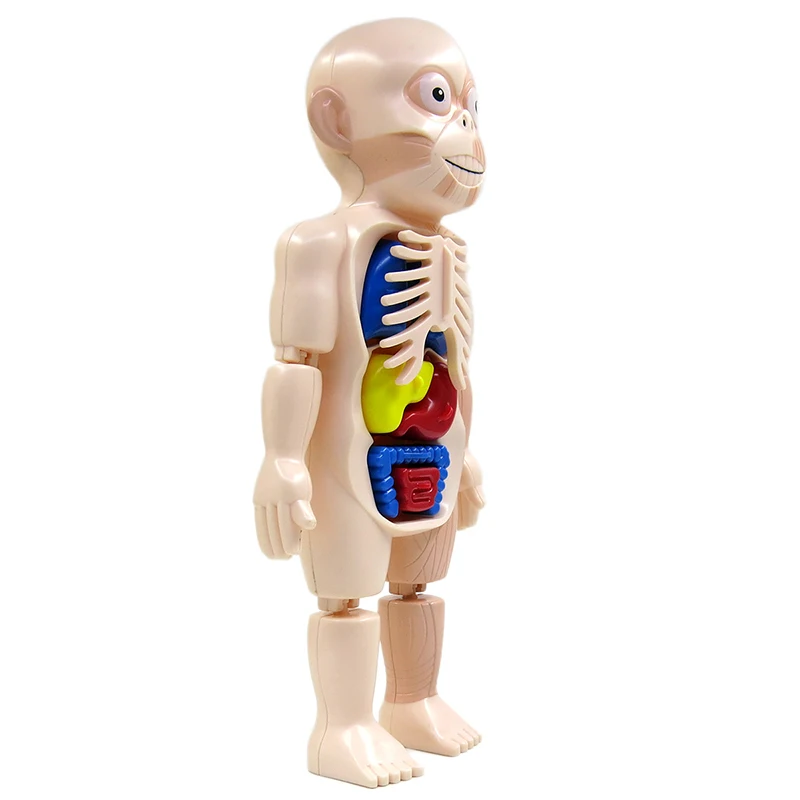 

Montessori 3d Puzzle Human Body Anatomy Toy Educational Learning DIY Assembled Toys Kits Body Organ Teaching Tools For Children