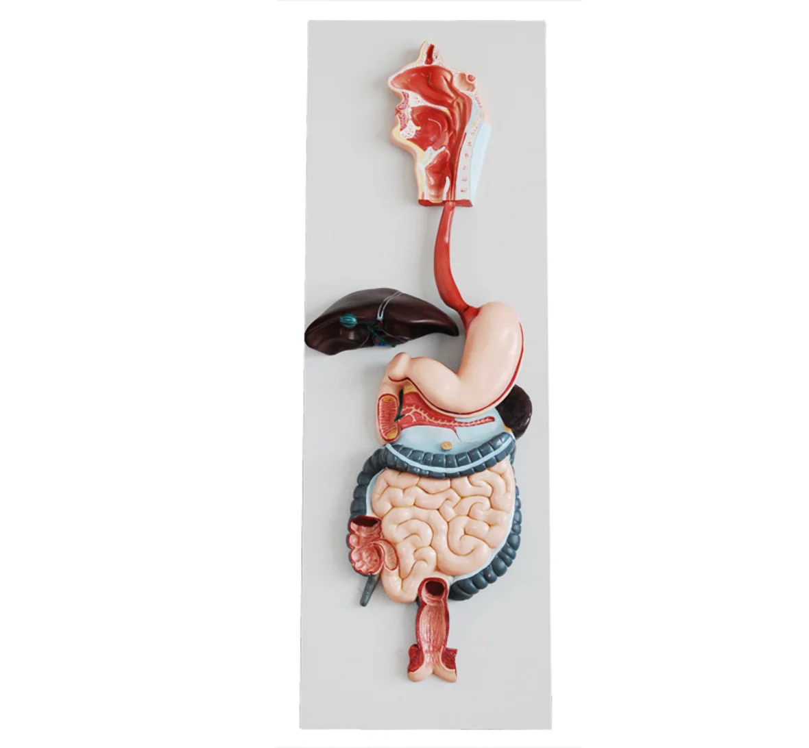 ISO 3-D Human Digestive System model | Канцтовары для офиса и дома