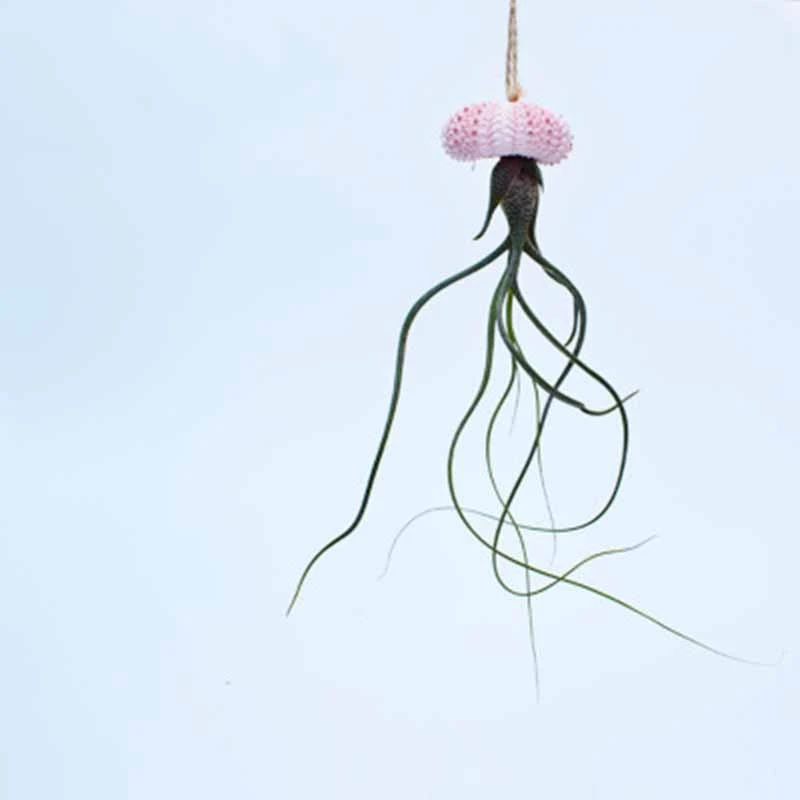 

3PCS Small Ornaments of Sea Shells and Sea Urchin Shells (Excluding Plants)