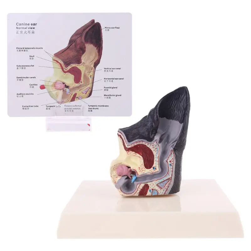 

Dog Ear Lesion Animal Anatomical Model Veterinary Science Aids Teaching Canine Research