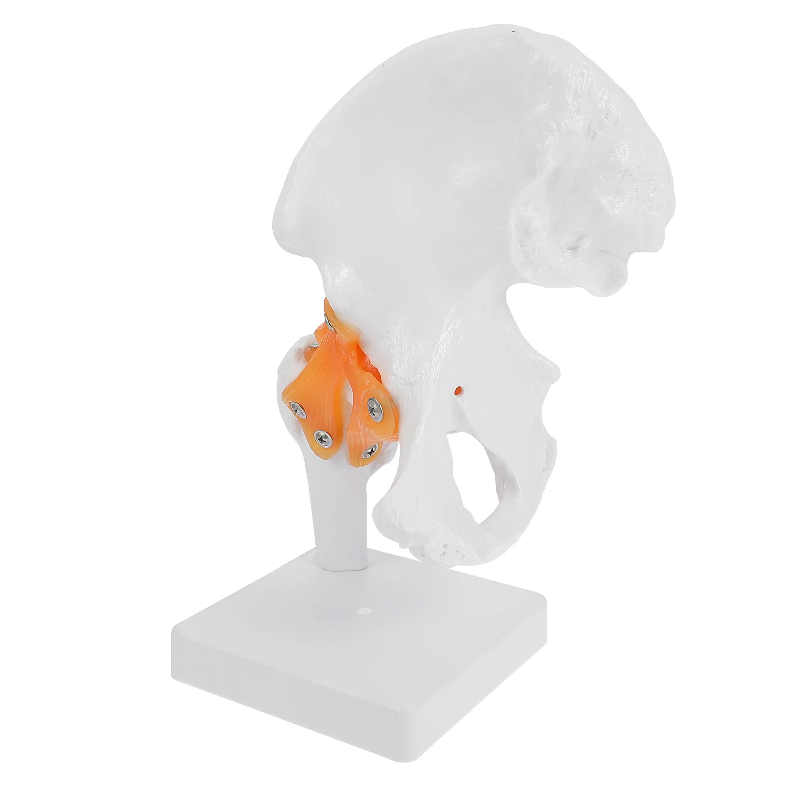 

1 Pc Human Femur Joint Anatomical Model Hip Joint Model Teaching Model