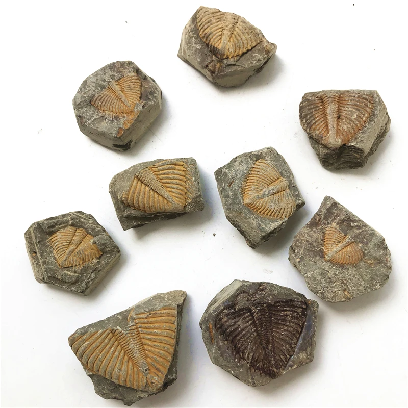 Прямая поставка 1 шт. натуральный трилобит окаменелости Коралловая Корона