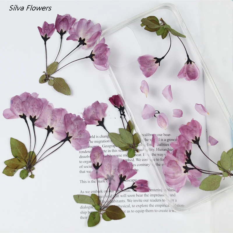 Бегония цветок сухой тиснение образец растения высушенные цветы ботаника DIY