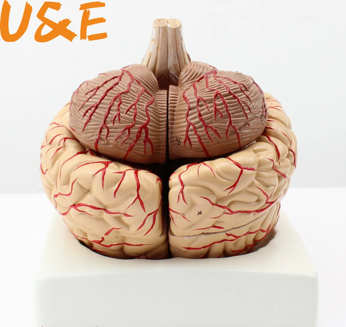 Модель анатомии человеческого мозга модель в артериях бесплатная доставка |