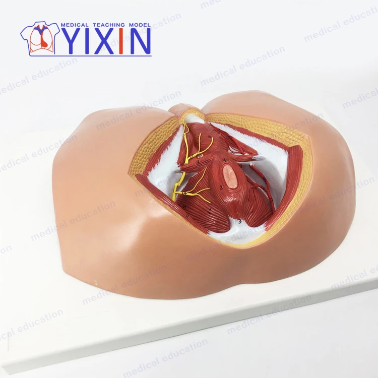 Модель перинеума YiXin/для мужчин модель анатомии репродуктивной системы