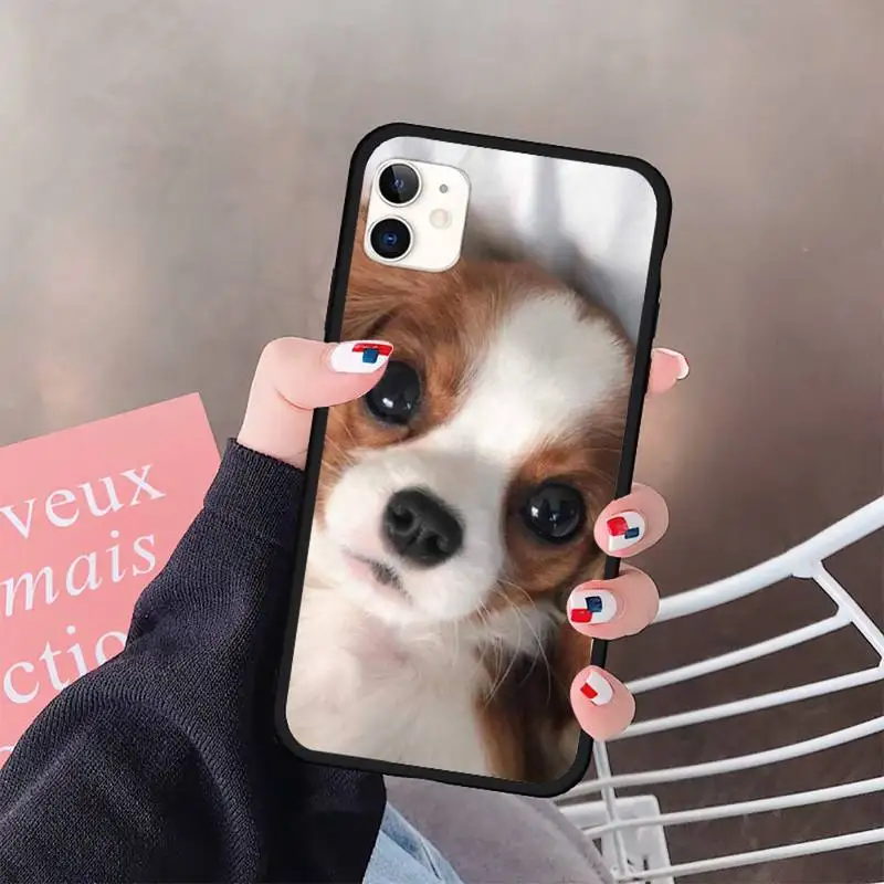 

Cavalier King Charles Spaniel Dog luxury design shell Phone Case for iPhone 11 12 pro XS MAX 8 7 6 6S Plus X 5S SE 2020 XR