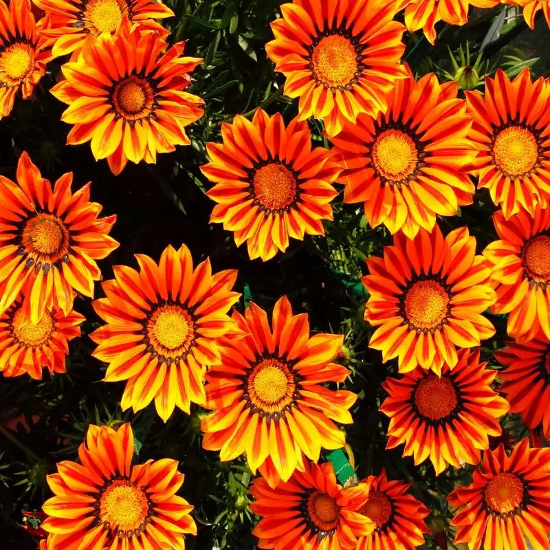 

Nitree Photophone Background Square Size Rose 3D FlowerS Wall Baby Shower Photography Backdrops Photocall Wedding Thin Vinyl