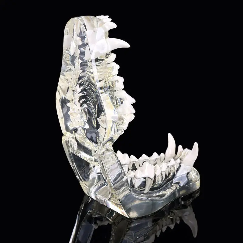 

Transparent Dog Teeth Jaw Tooth Model Anatomical Teaching Demonstration Canine