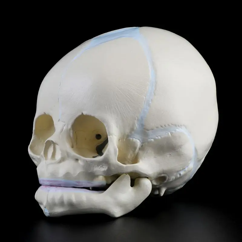 1: 1 Human Fetal Baby Infant Medical Skull Anatomical Skeleton Model Teaching Supplies for Science Dropshipping | Канцтовары для