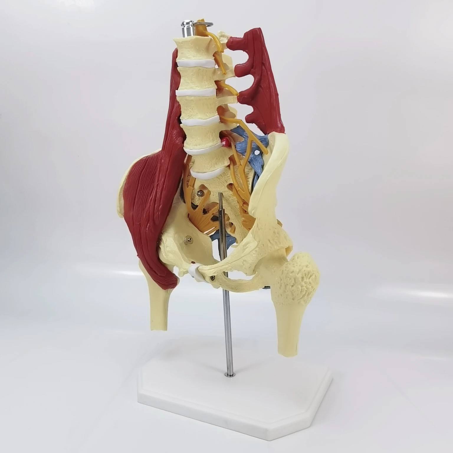 

1:1 lumbar vertebrae with vital muscles Pelvic muscle model Vertebrae, pelvis, spine,skeleton protrusion of intervertebral disc