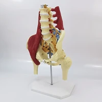 11 lumbar vertebrae with vital muscles pelvic muscle model vertebrae pelvis spineskeleton protrusion of intervertebral disc