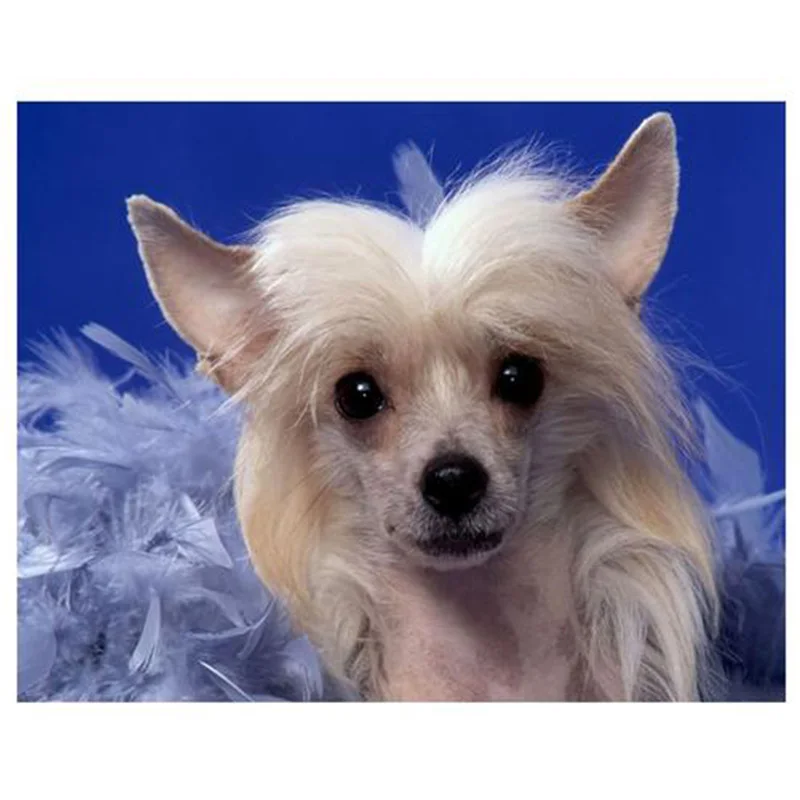 

Камни в форме ромба/из серии "сделай сам" алмазов картина животного с изображением собак разных 5D мозаика, алмазная Вышивка Полный Дисплей С...