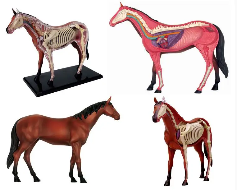 

31 Parts Assembled Horse Anatomy Model Medical Anatomic Animal Model Puzzels for Children Skeleton Educational Science Toys 17cm