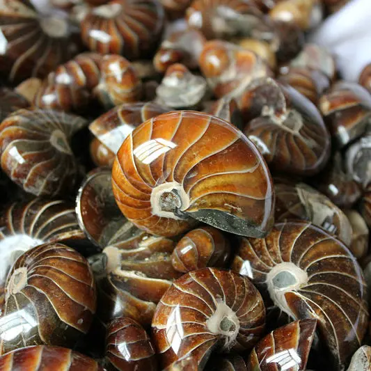 Природные окаменелости Nautilus оптовая продажа окаменелостей аммонита