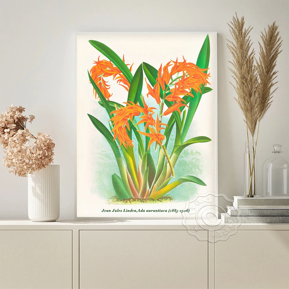 

Jean Jules Linden Exhibition Vintage Art Prints Poster Ada Aurantiaca Flower Retro Canvas Painting Plant Wall Stickers Decor