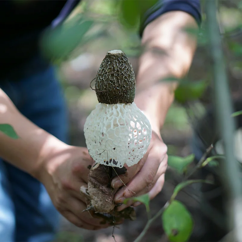 

Phallus Indusiatus, грибок ската, бамбуковый грибок, Zhu Sun