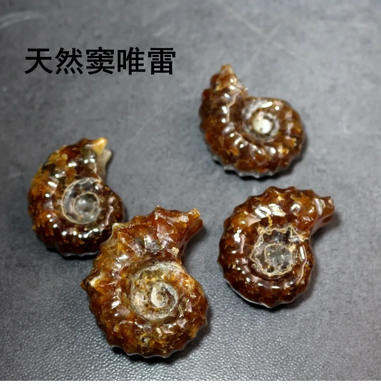 

Natural Polished Ammonite Fossil Specimen Ancient Marine Fossil Specimen Paleontological Fossil Geography Teaching Materials