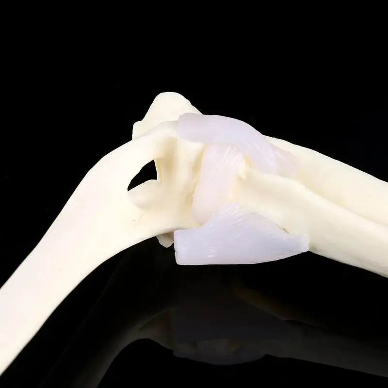 

C5AB искусственная модель коленчатого сустава, ветеринарные исследования, скелет, животное, дисплей, подарки на Хэллоуин