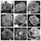 Алмазная живопись, цветок, черно-белая роза, 5d, мозаика сделай сам, полностью квадратная, алмазная вышивка Стразы, алмазная вышивка, картины