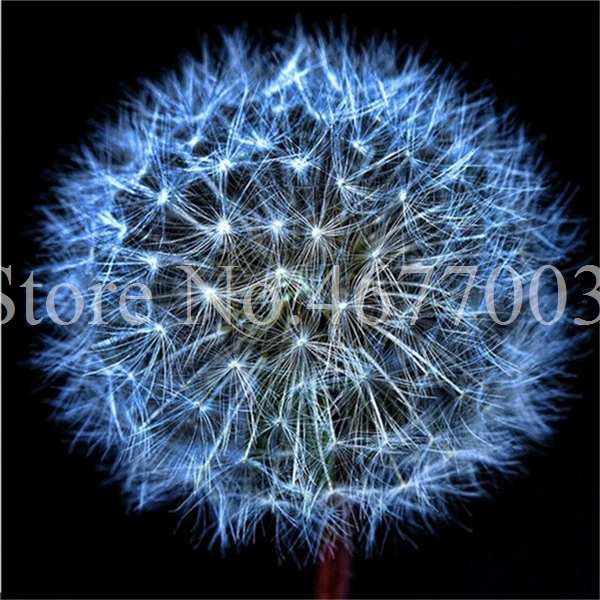 Taraxacum монгольский цветок бонсай, Одуванчик красивый монгольский Одуванчик бонсай Diy товары для домашнего сада травяные плантации 100 шт
