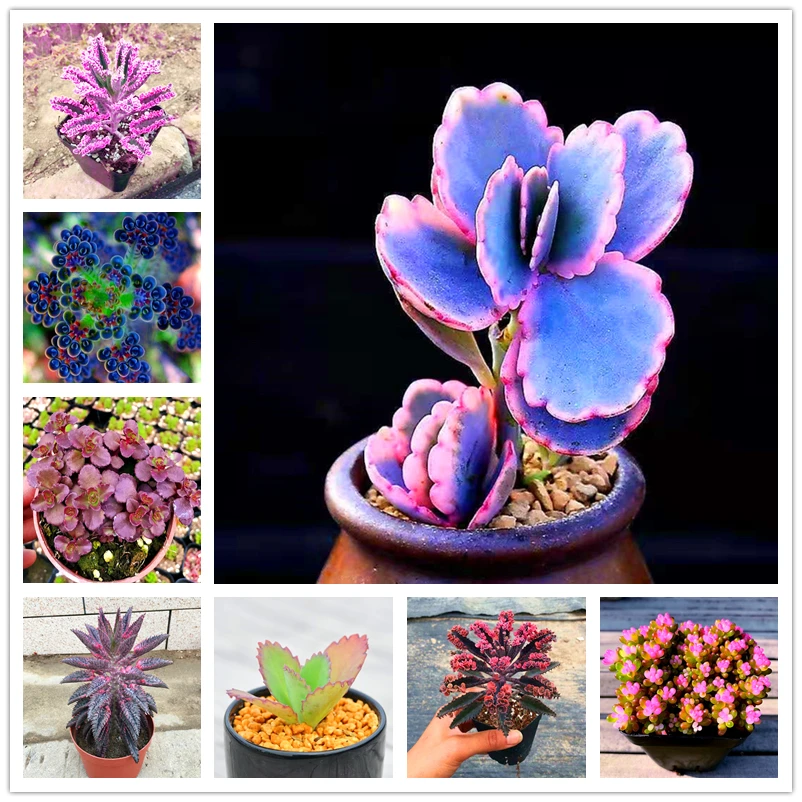 100 шт. семена растений суккулентов садовый натуральный молочай обеса растения