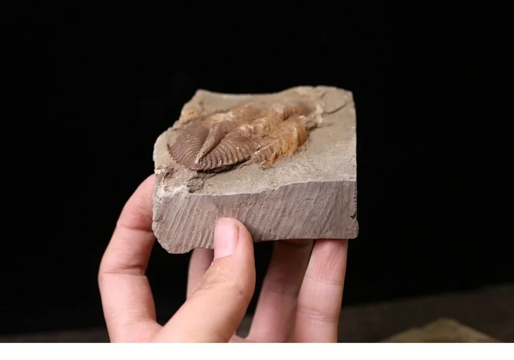 Редкий трилобит метакрифей giganteus Devonian из Боливии трилобиты DinoCrown Insect учебный образец коллекции
