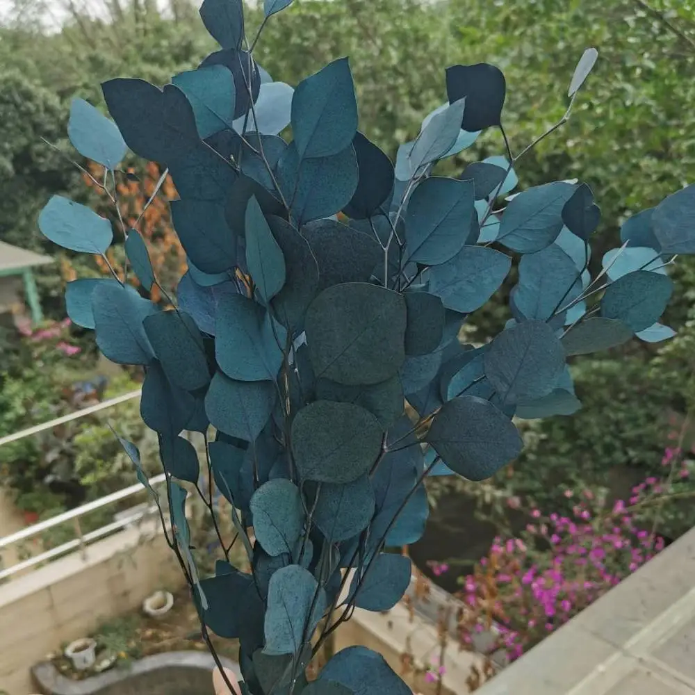 

80g/lot,Natural Preserved Eucalyptus Leaves Bouquet, Eternal Dried Flower for Wedding Home Decoration accessories,Display Flower