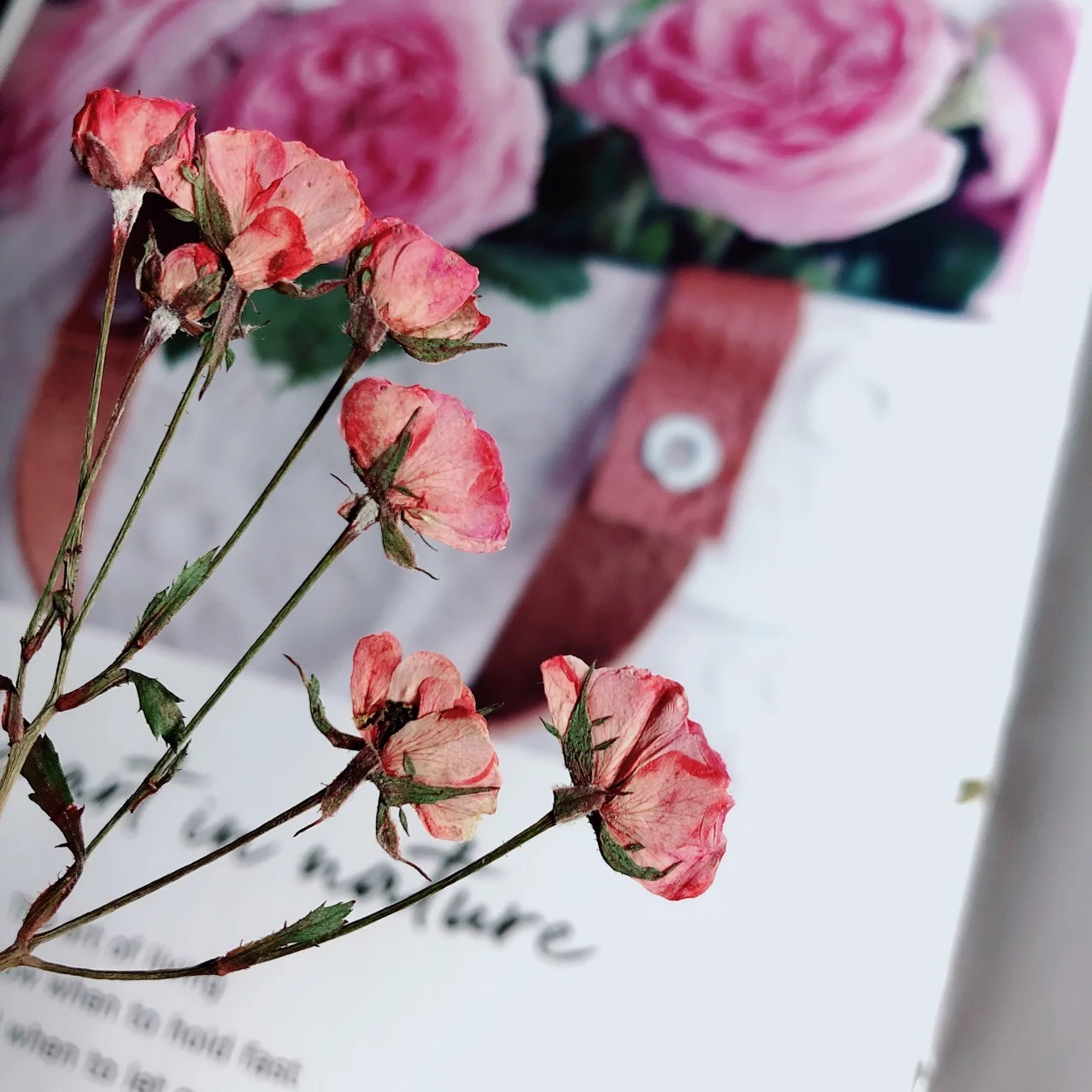 12 штук в партии 4-6 см природа прессованный высушенный розовых роз с цветами