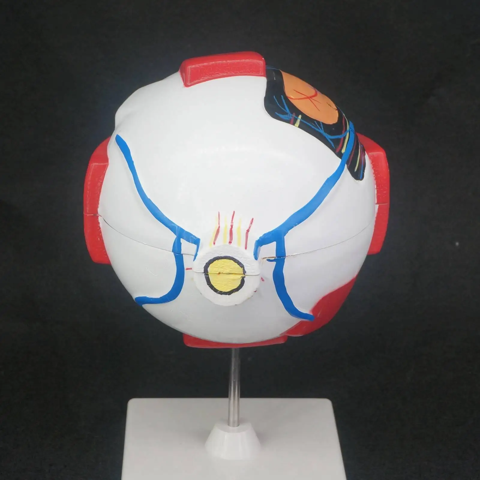 Анатомическая модель медицинский набор в натуральную величину 6 шт.