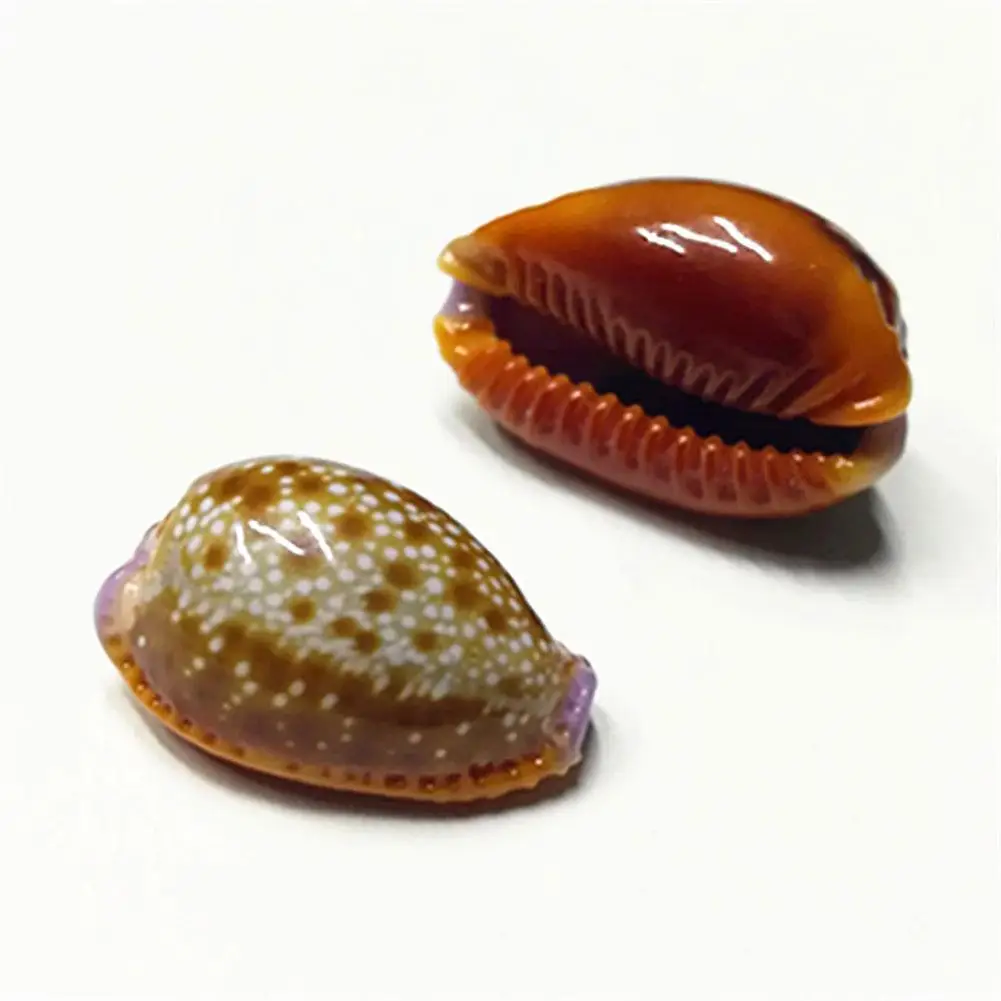 Редкое сокровище улитка натуральная ракушка подарок разнообразие сокровищ