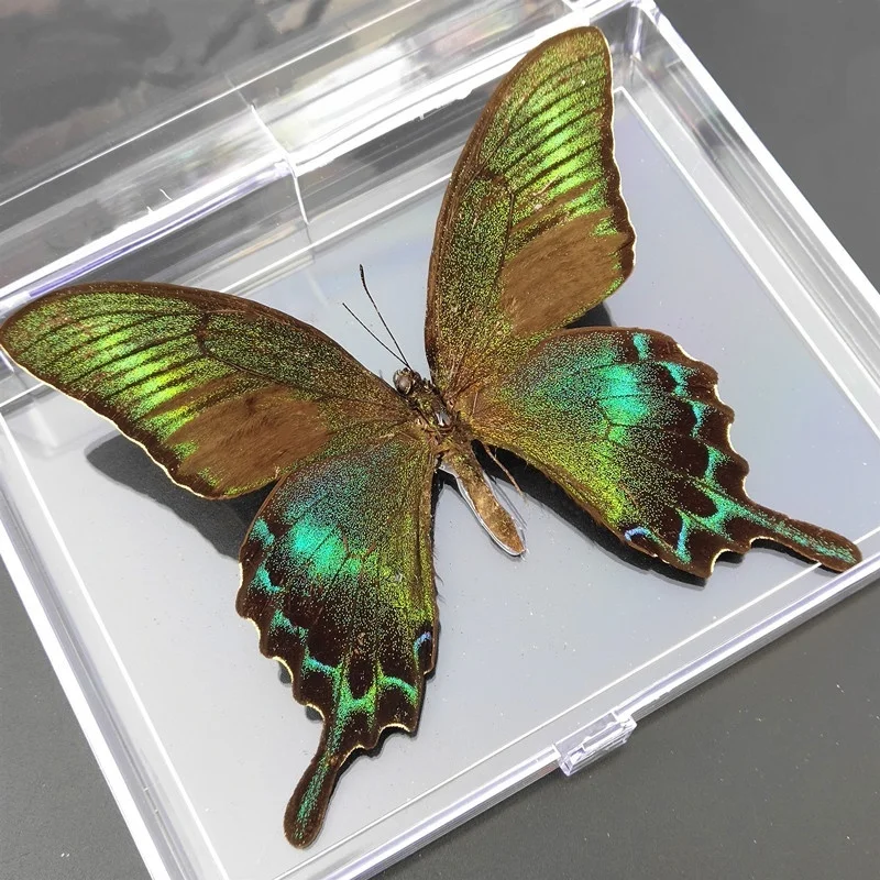 1 шт. натуральный образец бабочки Красочные смешанные красивые для обучения