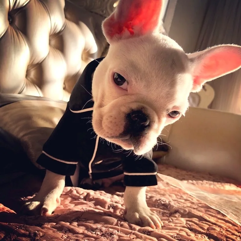 Милые пижамы домашнее животное собака одежда для маленьких собак Ночная сорочка