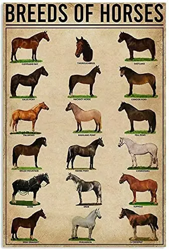

Breeds Of Horses Retro Knowledge Metal Tin Sign Wall Decoration Bar Restaurant Cafe Living Room Bedroom Garage 12x16 Inches.
