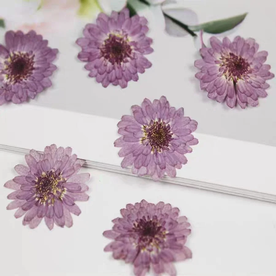 

120pcs Pressed Dried Notoseris Psilolepis Shih Flower Plant Herbarium For Jewelry Photo Frame Phone Case Bookmark Making DIY